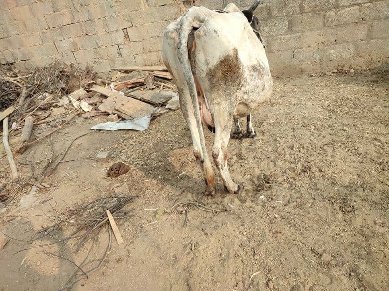 cow for sale 0