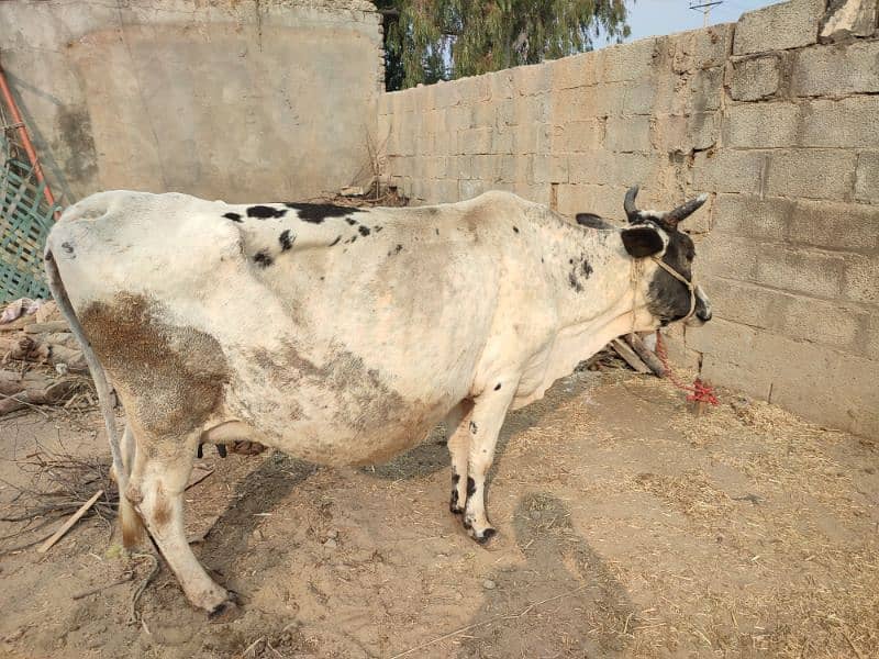 cow for sale 1