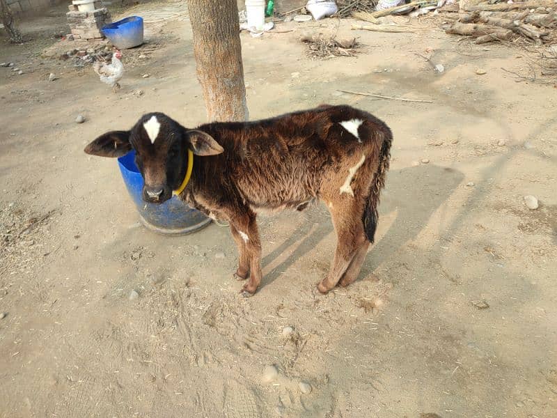 cow for sale 2