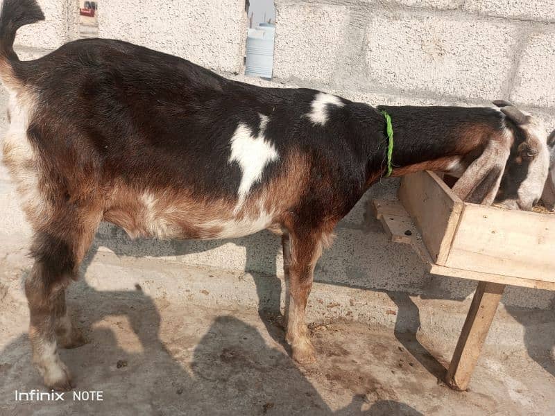 gaban bakriyan for sale taiyar bakriyan 10 se 15 din nikaltihn 0