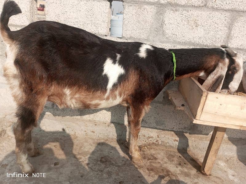 gaban bakriyan for sale taiyar bakriyan 10 se 15 din nikaltihn 1