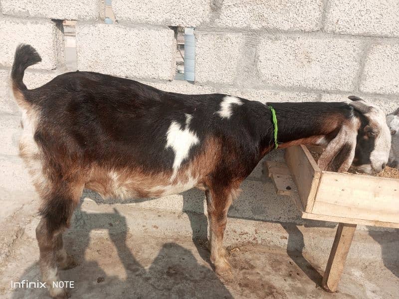 gaban bakriyan for sale taiyar bakriyan 10 se 15 din nikaltihn 2