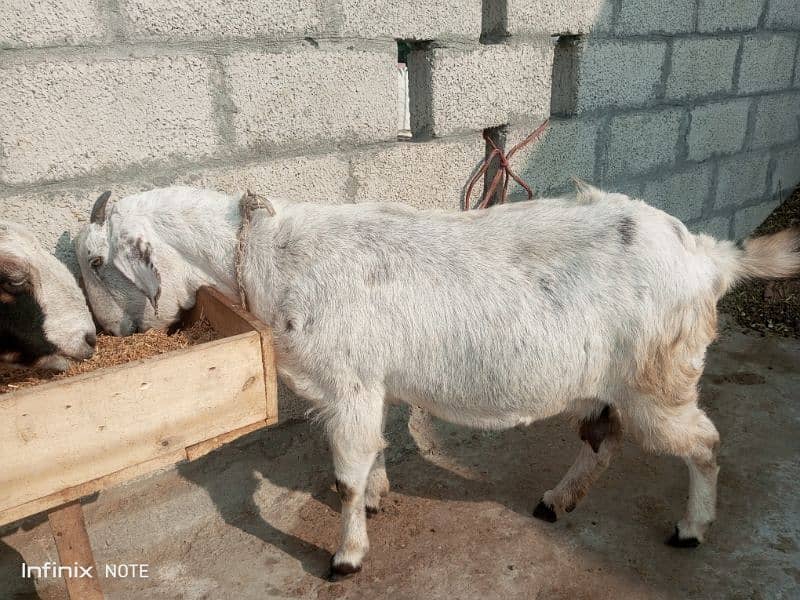 gaban bakriyan for sale taiyar bakriyan 10 se 15 din nikaltihn 3