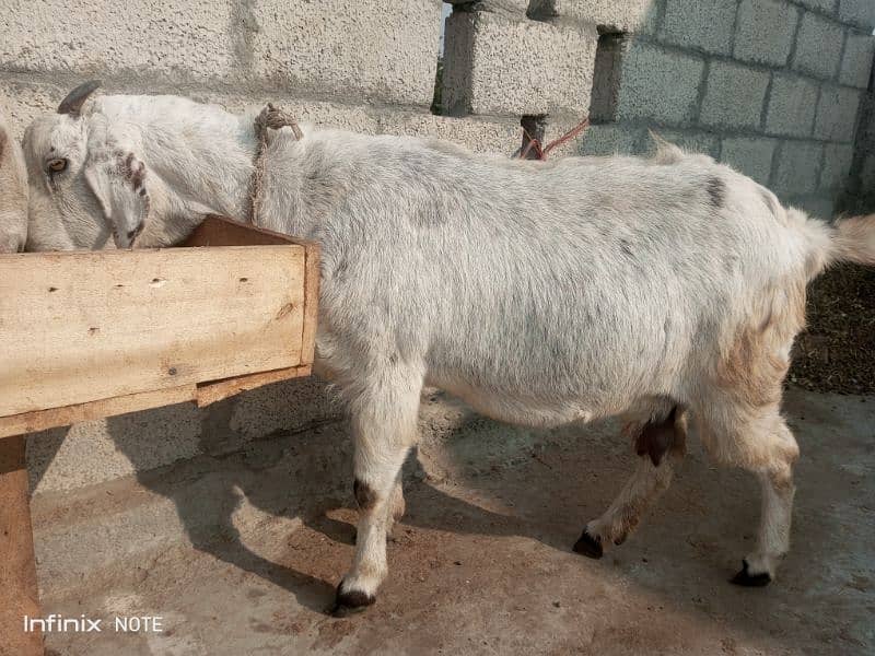 gaban bakriyan for sale taiyar bakriyan 10 se 15 din nikaltihn 5