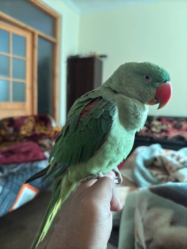 Friendly Hand Tamed Raw Male Parrot. 2