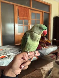 Friendly Hand Tamed Raw Male Parrot.