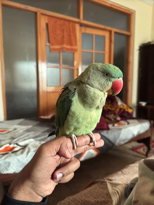 Friendly Hand Tamed Raw Male Parrot. 0