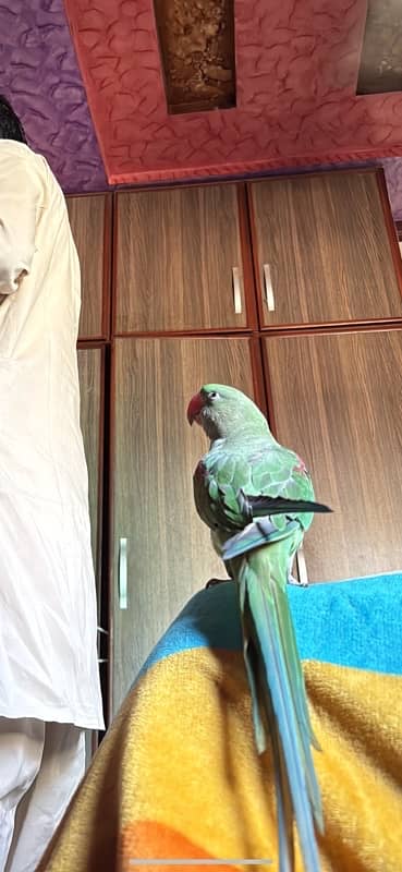 Friendly Hand Tamed Raw Male Parrot. 4