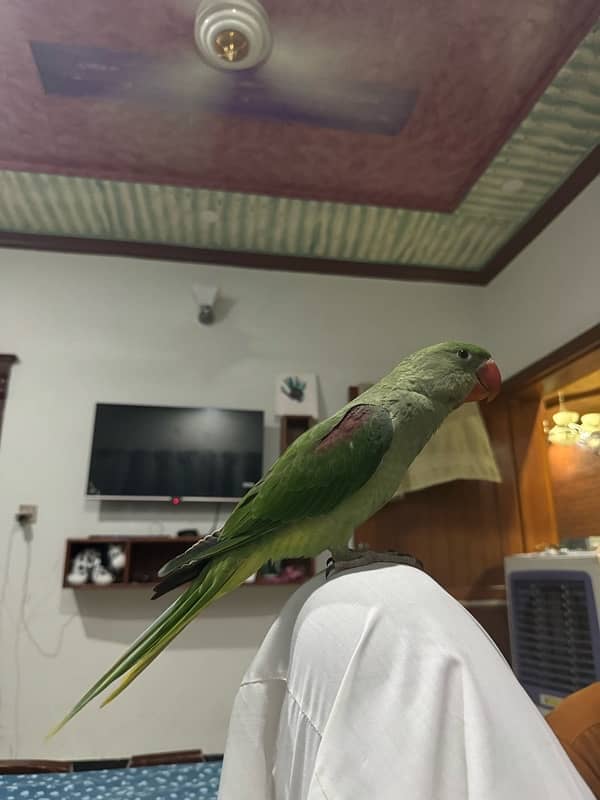 Friendly Hand Tamed Raw Male Parrot. 5