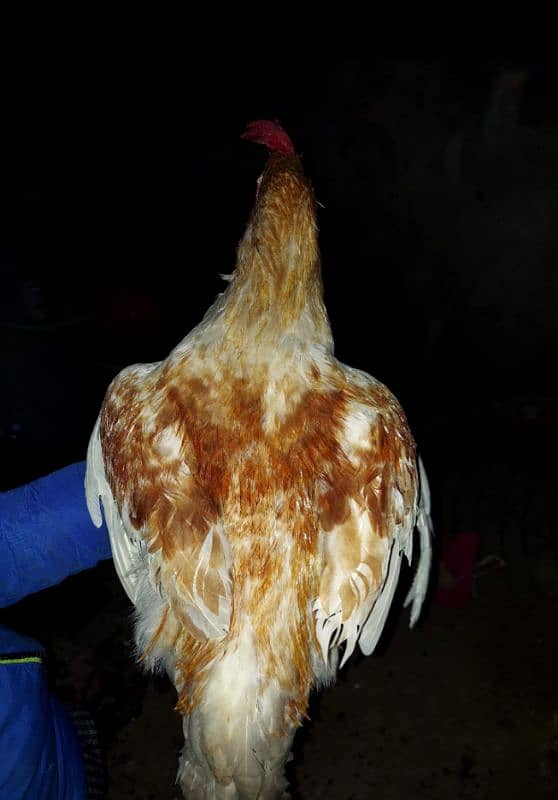 Pure Lohmann Brown Hens/Hens for sale 1