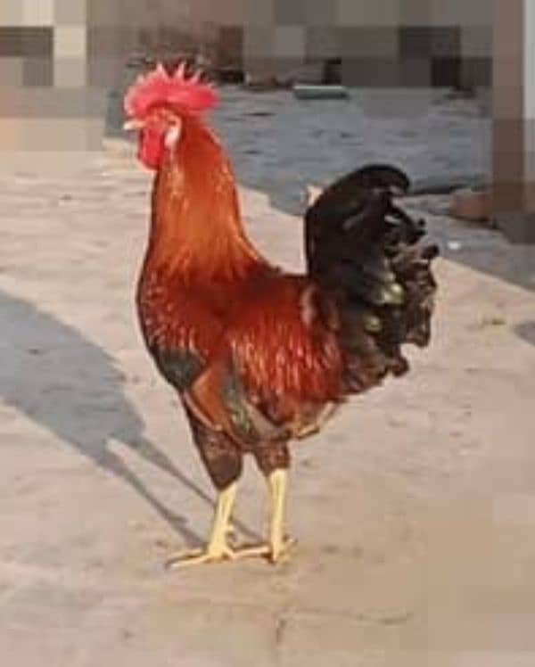 Golden Misri  Roosters (ghr k pale) 0