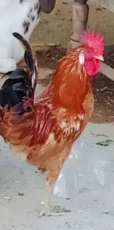 Golden Misri  Roosters (ghr k pale) 1