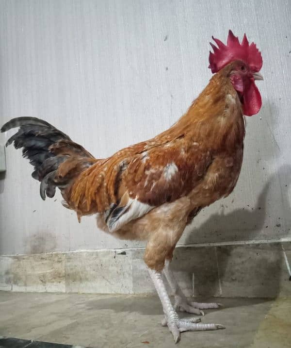 Golden Misri  Roosters (ghr k pale) 2