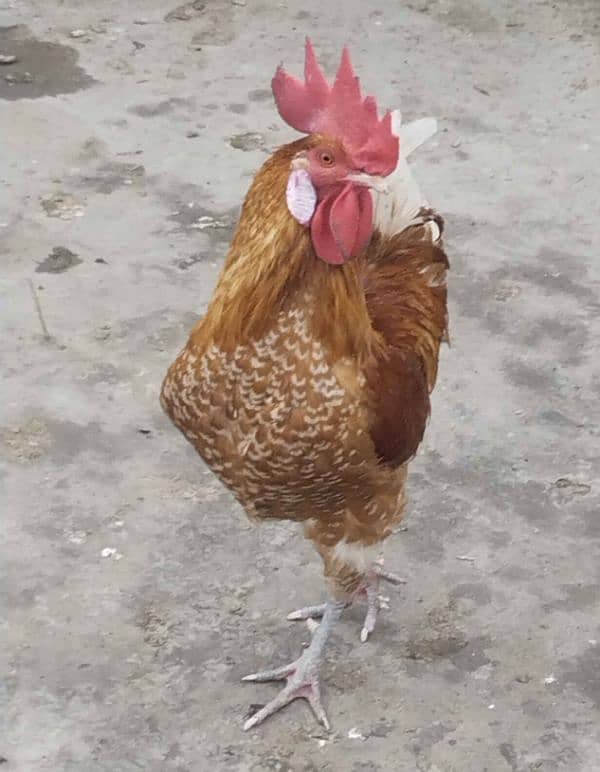 Golden Misri  Roosters (ghr k pale) 3