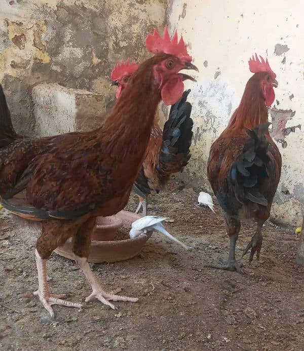 Golden Misri  Roosters (ghr k pale) 5