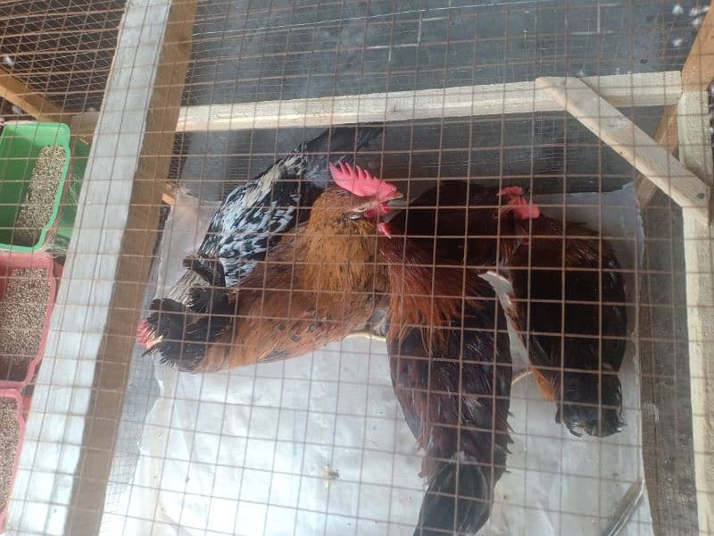 Golden Misri  Roosters (ghr k pale) 6