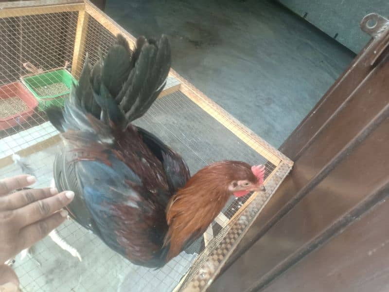 Golden Misri  Roosters (ghr k pale) 7