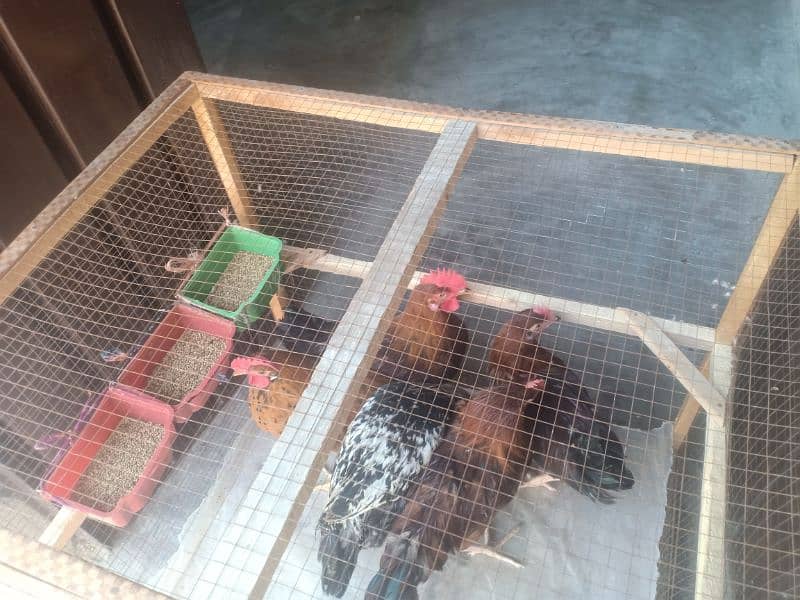 Golden Misri  Roosters (ghr k pale) 9