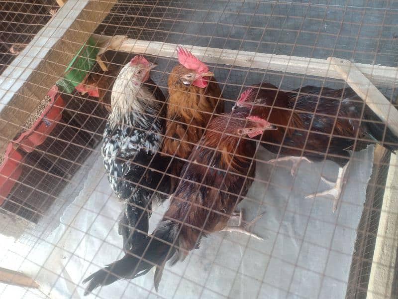 Golden Misri  Roosters (ghr k pale) 10