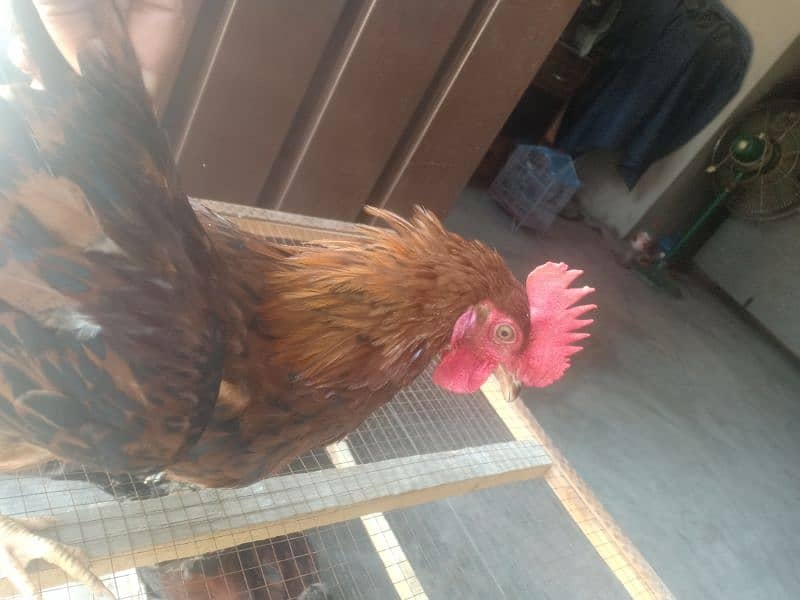 Golden Misri  Roosters (ghr k pale) 12