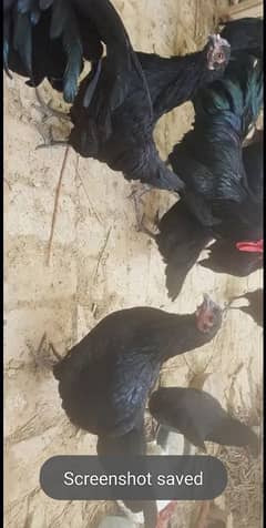 black australorp