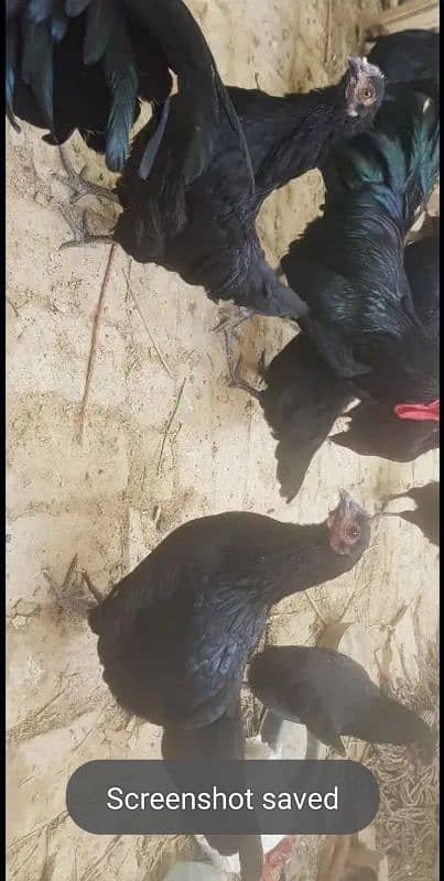 black australorp 0