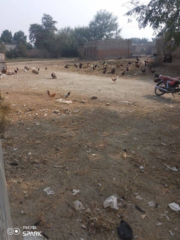 poultry form 1