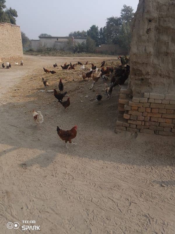 poultry form 2