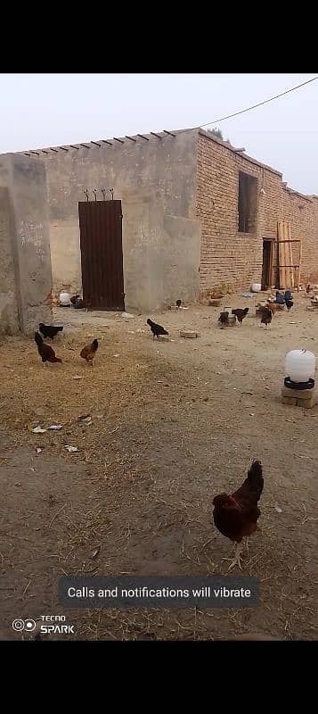 poultry form 3