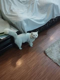 Persian Male cat for adoption