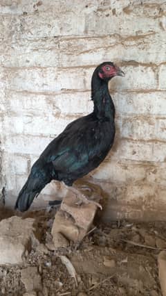 Aseel hen for sale