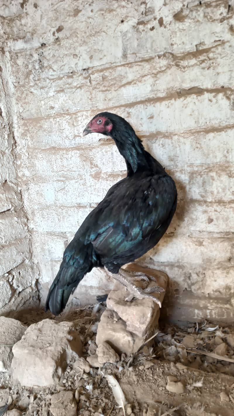 Aseel hen for sale 1