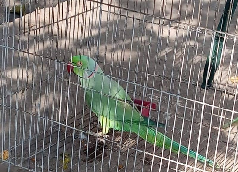 Green ringneck parrot breeder pair for sale 03709270458 0