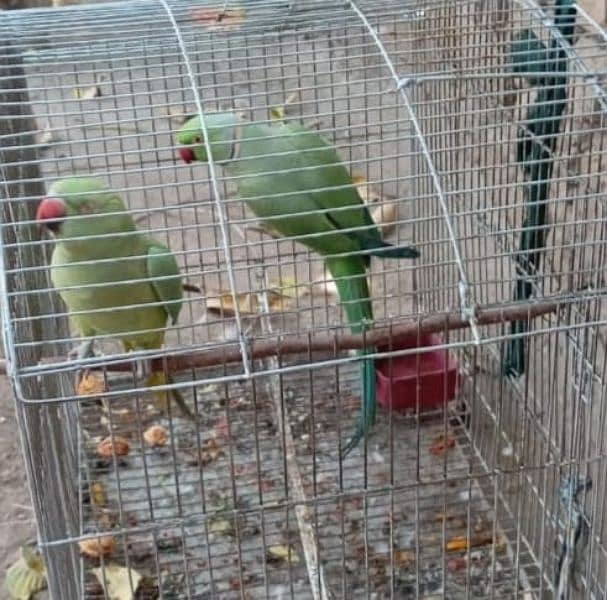 Green ringneck parrot breeder pair for sale 03709270458 1