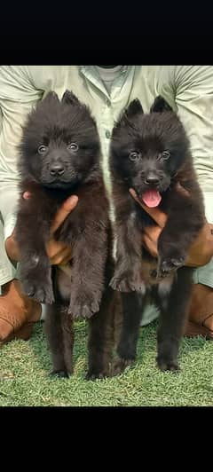 Black German Shepherd Pair / German Shepherd Puppies For Sale