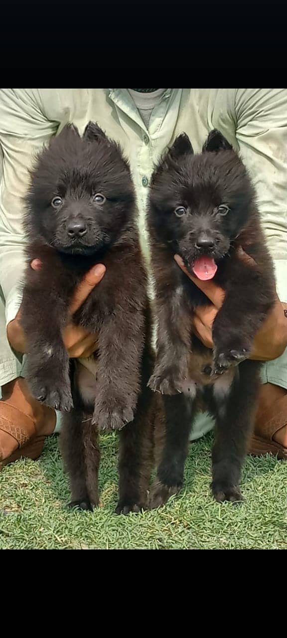 Black German Shepherd Pair / German Shepherd Puppies For Sale 0