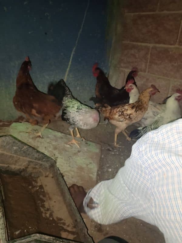 Umer Zaib Chicken Farming 8