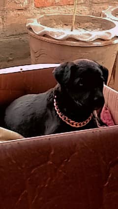 Black Labrador puppy