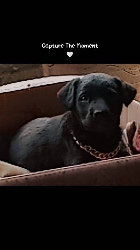 Black Labrador puppy 2