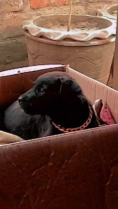 Black Labrador puppy 3