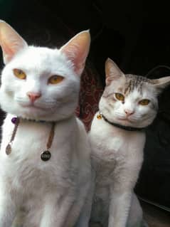 Cats pair