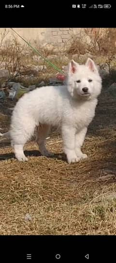 white Belgium Shepherd male to be available two month age for sale