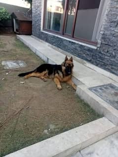 German Shepherd II Pedigreed Dog II For sale Dog II