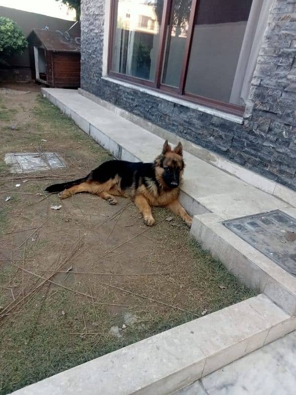 German Shepherd Pedigreed Dog For sale 0