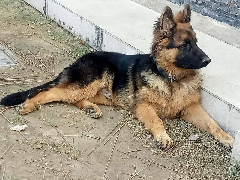 German Shepherd Pedigreed Dog For sale 1