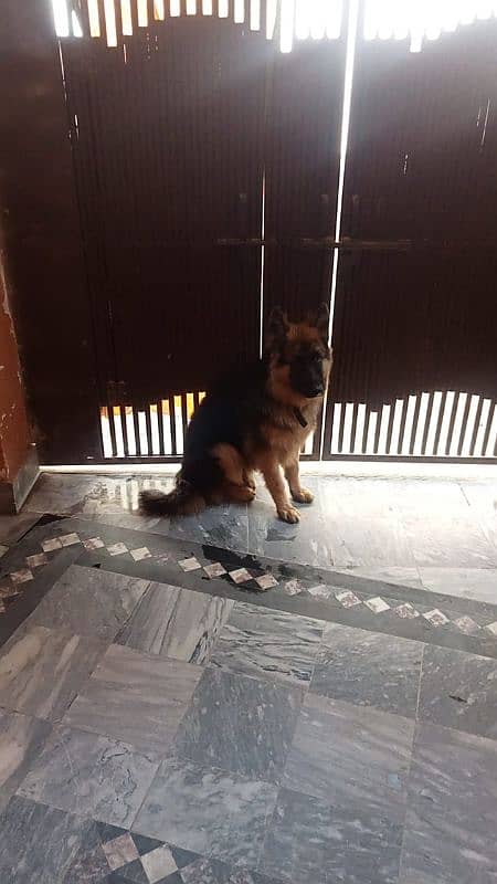 German Shepherd Pedigreed Dog For sale 3