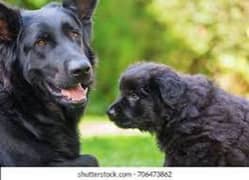 Black German shepherd puppies for sale