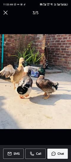 2 male ducks