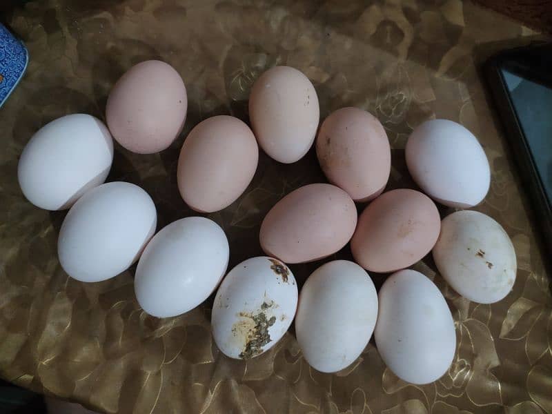 Eggs. 1