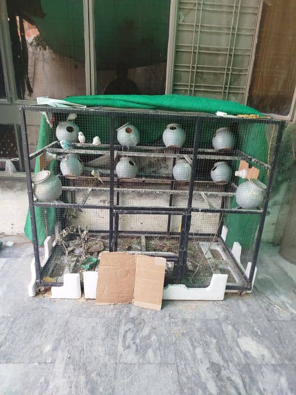 birds sale with cage 0